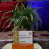 Aussre Complexion Bar