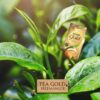 Tea Gold Sreemangal